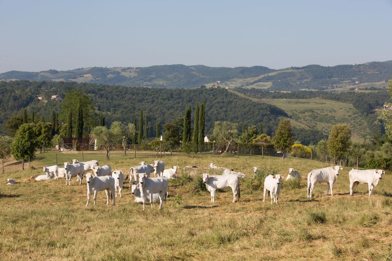 Poggiovalle Tenuta Italiana Città della Pieve Eksteriør bilde